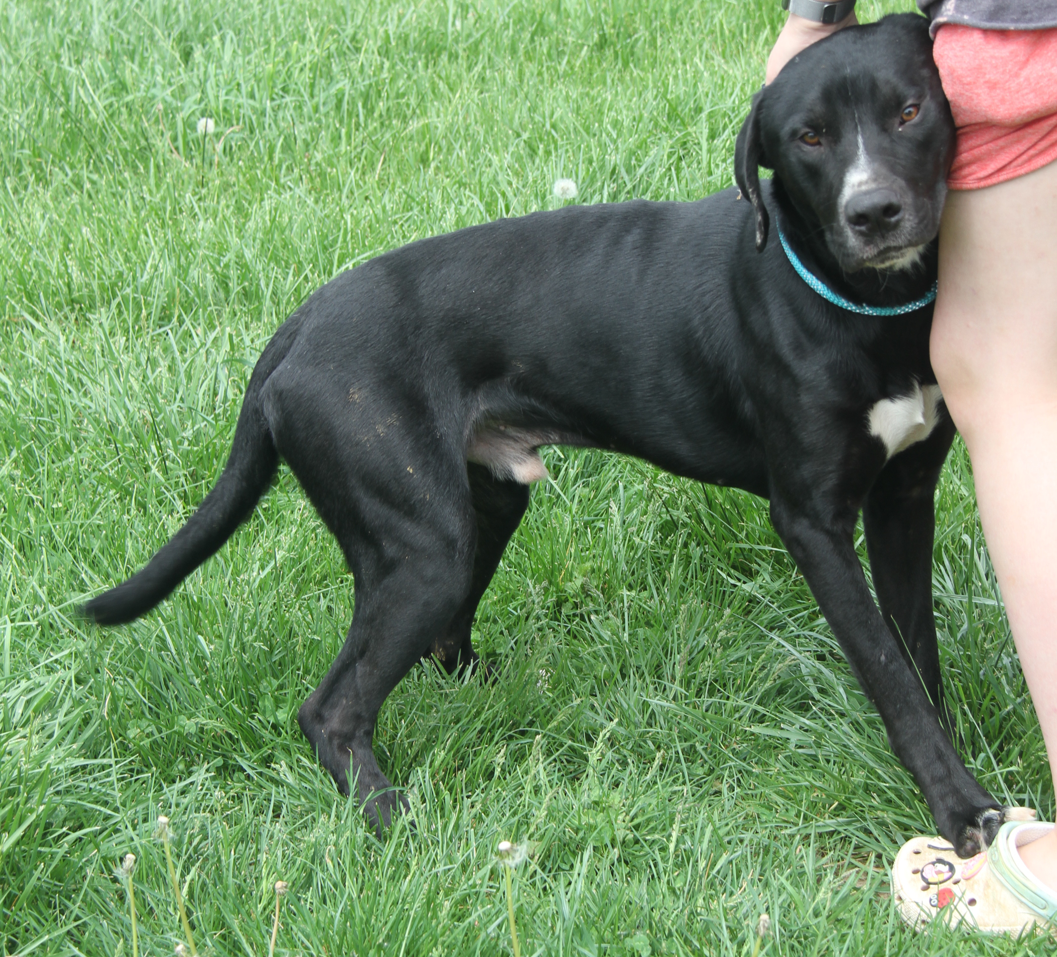 Hoss (Neutered), a Adoptable mixed breed in Marietta, OH image 5/6