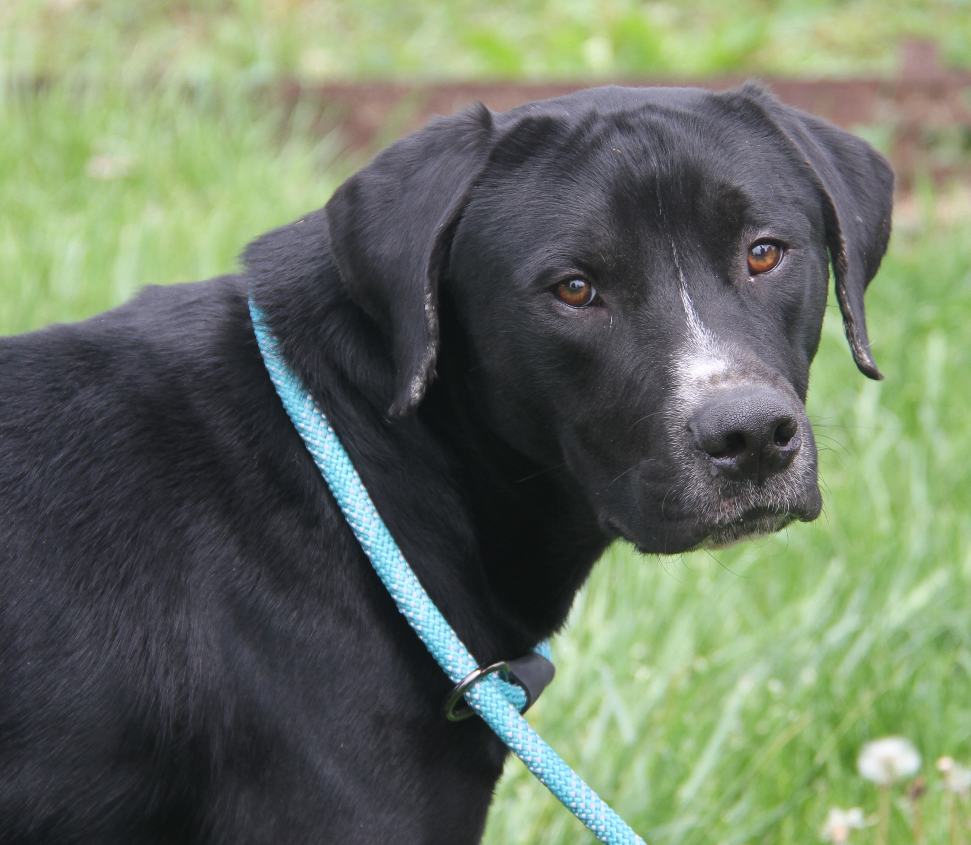 Hoss (Neutered), a Adoptable mixed breed in Marietta, OH image 4/6