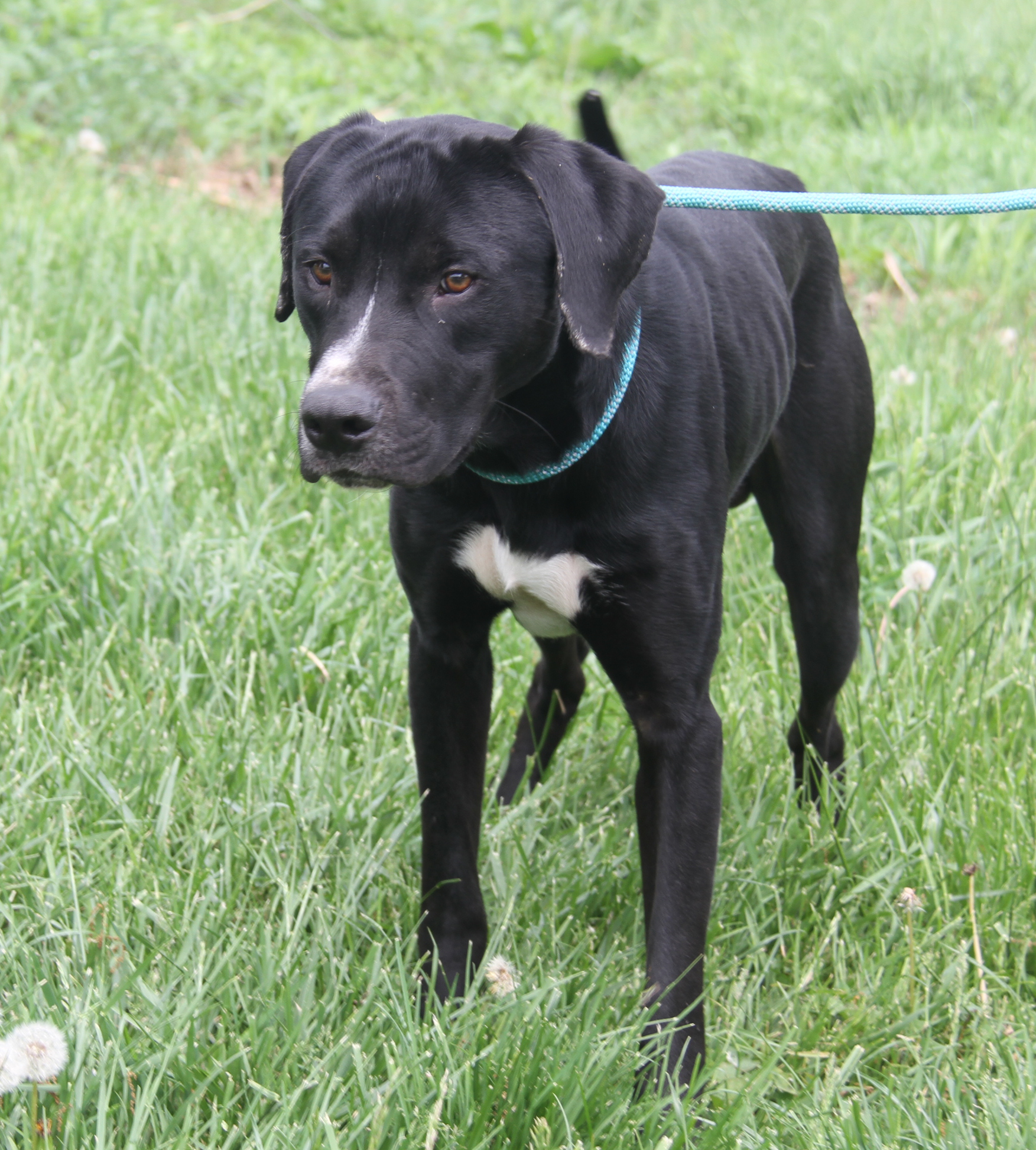 Hoss (Neutered), a Adoptable mixed breed in Marietta, OH image 3/6