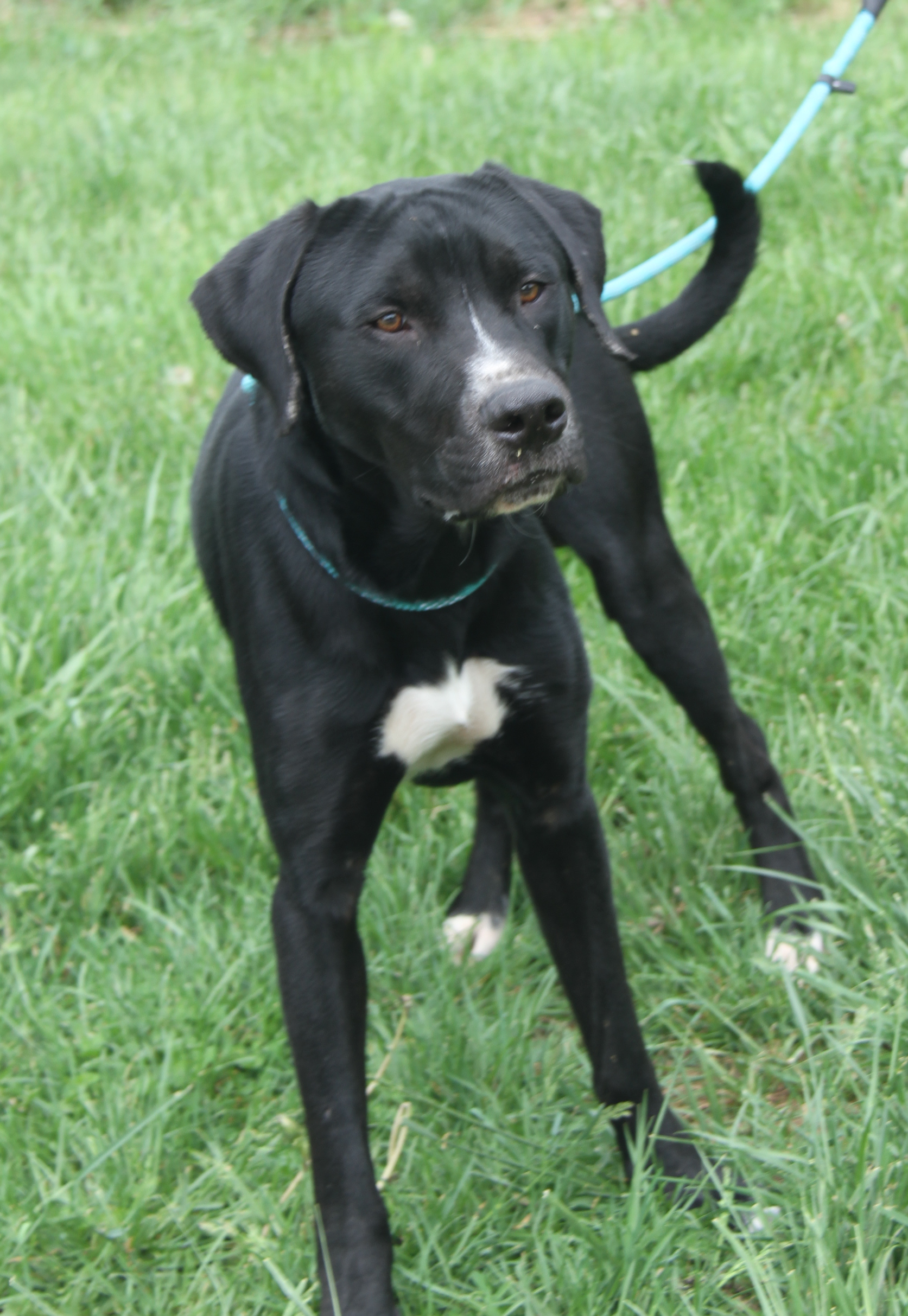 Hoss (Neutered), a Adoptable mixed breed in Marietta, OH image 2/6