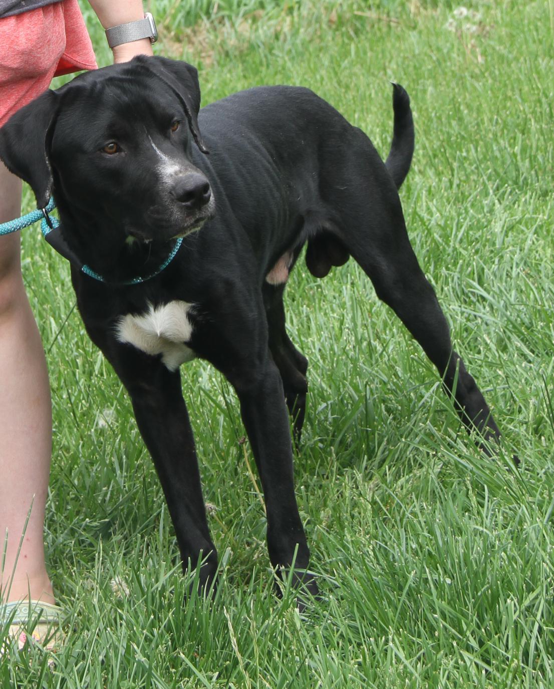 Hoss (Neutered), a Adoptable mixed breed in Marietta, OH image 1/6