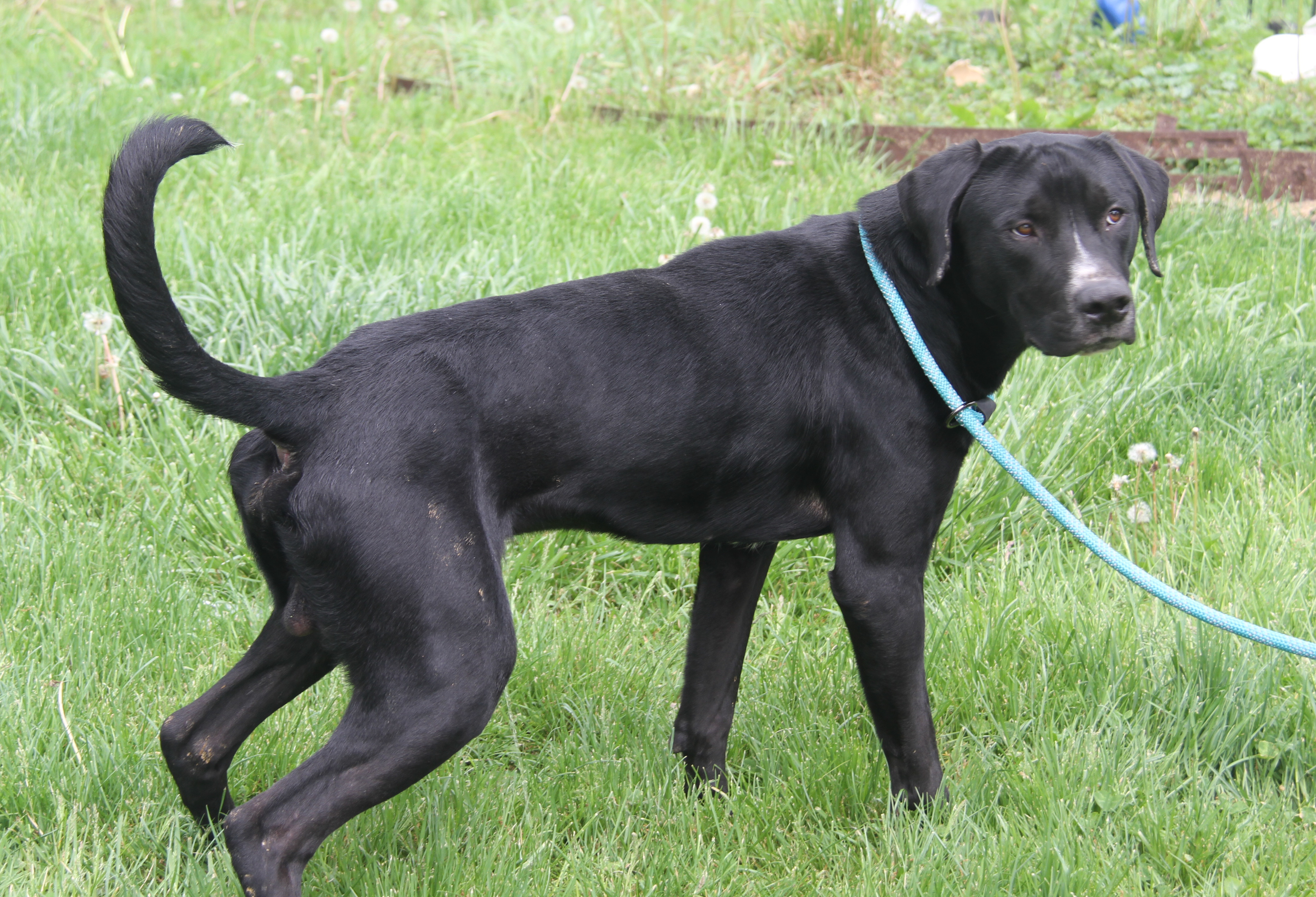 Hoss (Neutered), a Adoptable mixed breed in Marietta, OH image 6/6