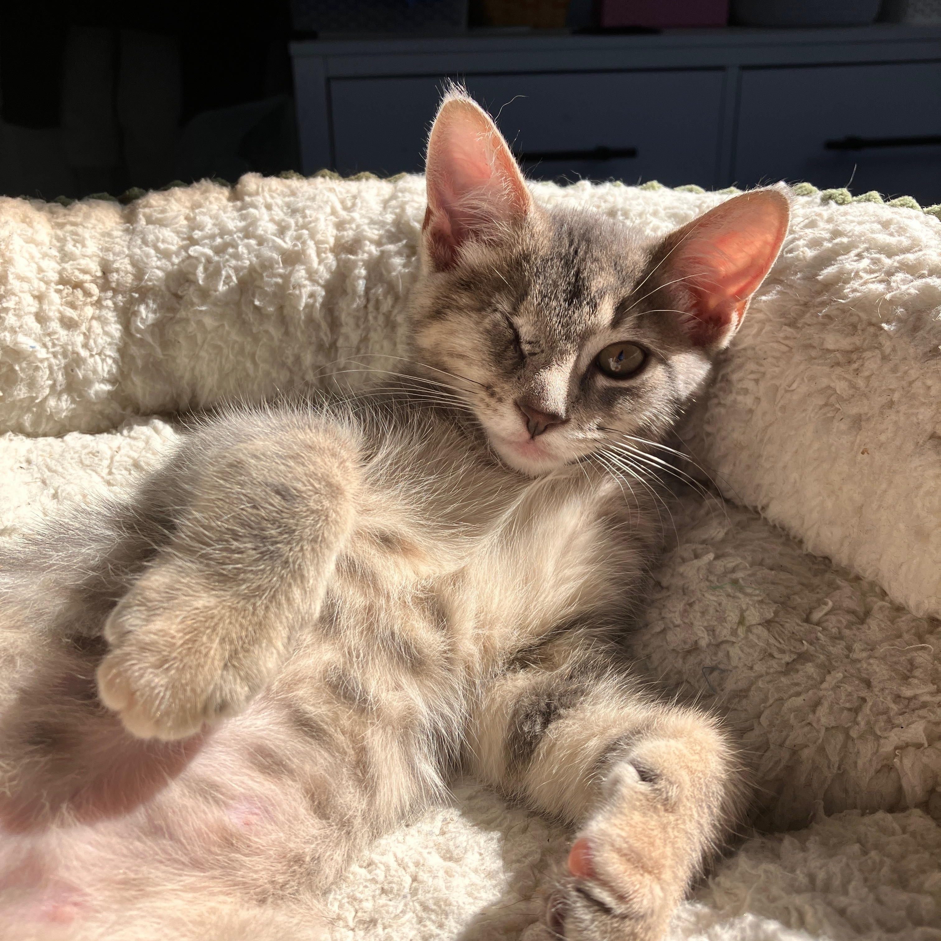 Becca, Adoptable, Kitten Female Domestic Short Hair.