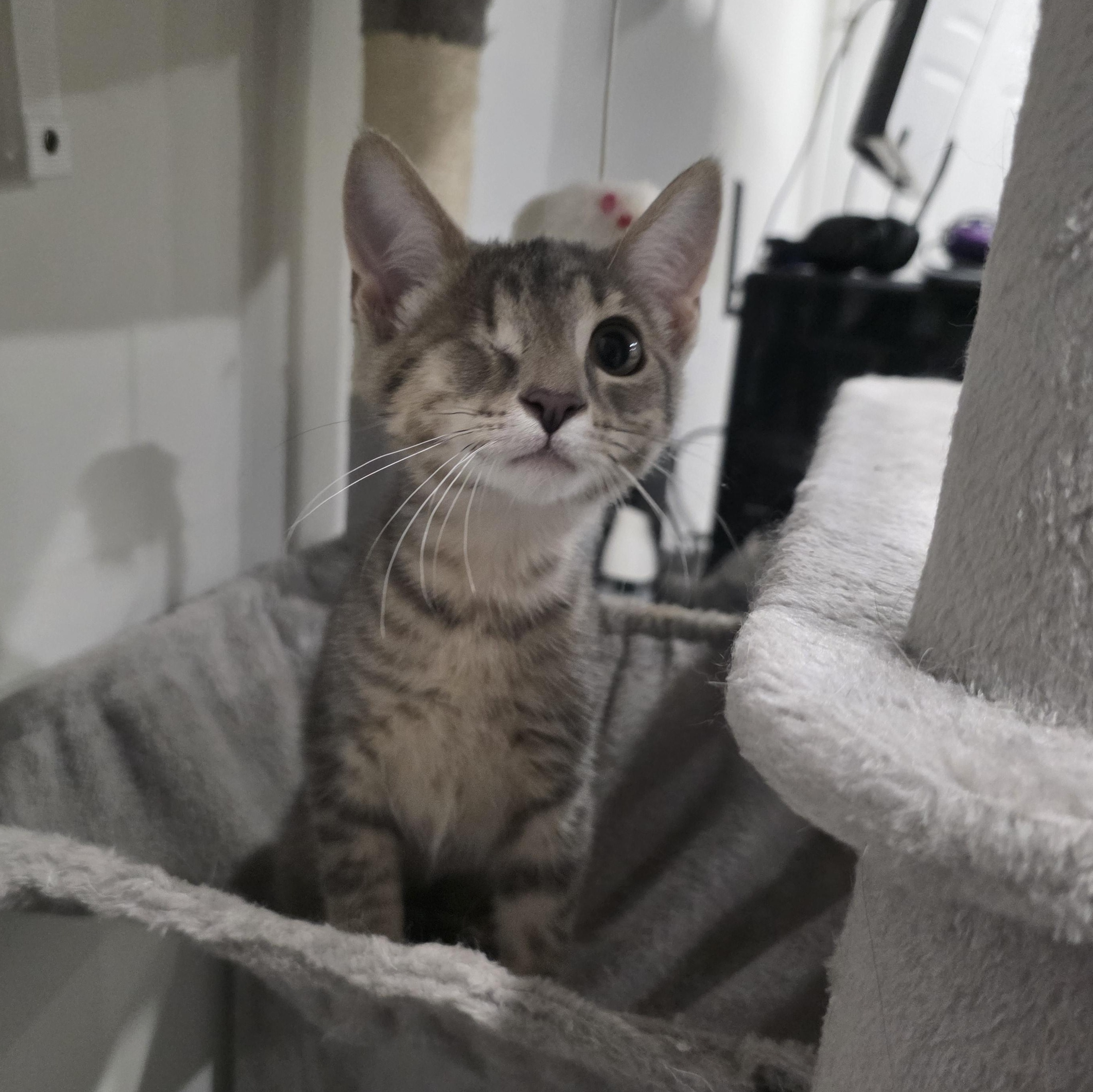 Enlarge Becca, a Adoptable Domestic Short Hair in Moriches, NY image 2/2