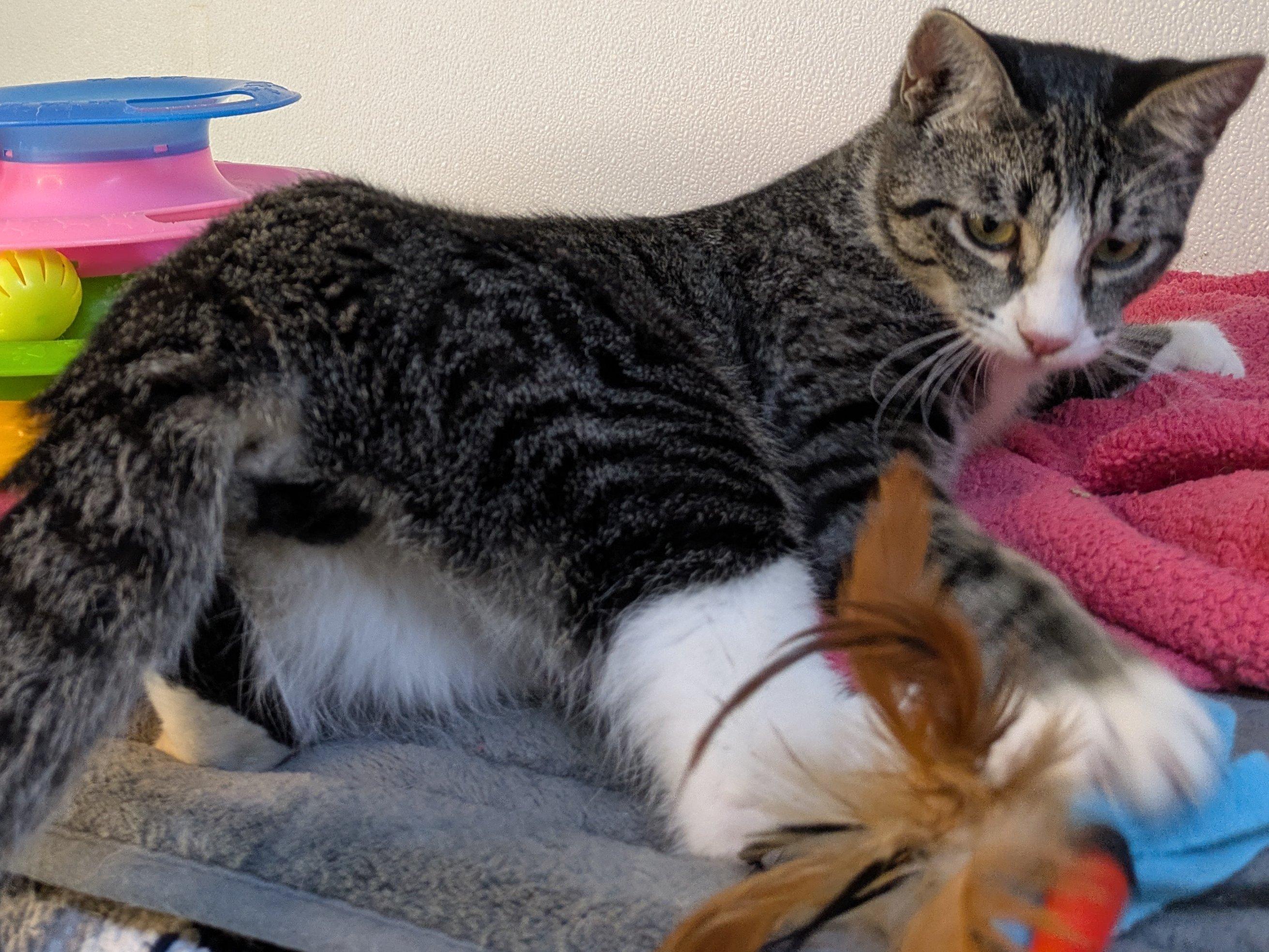 Fritos SHY CAT SPECIAL $20, a Adoptable mixed breed in Republic, WA image 3/6