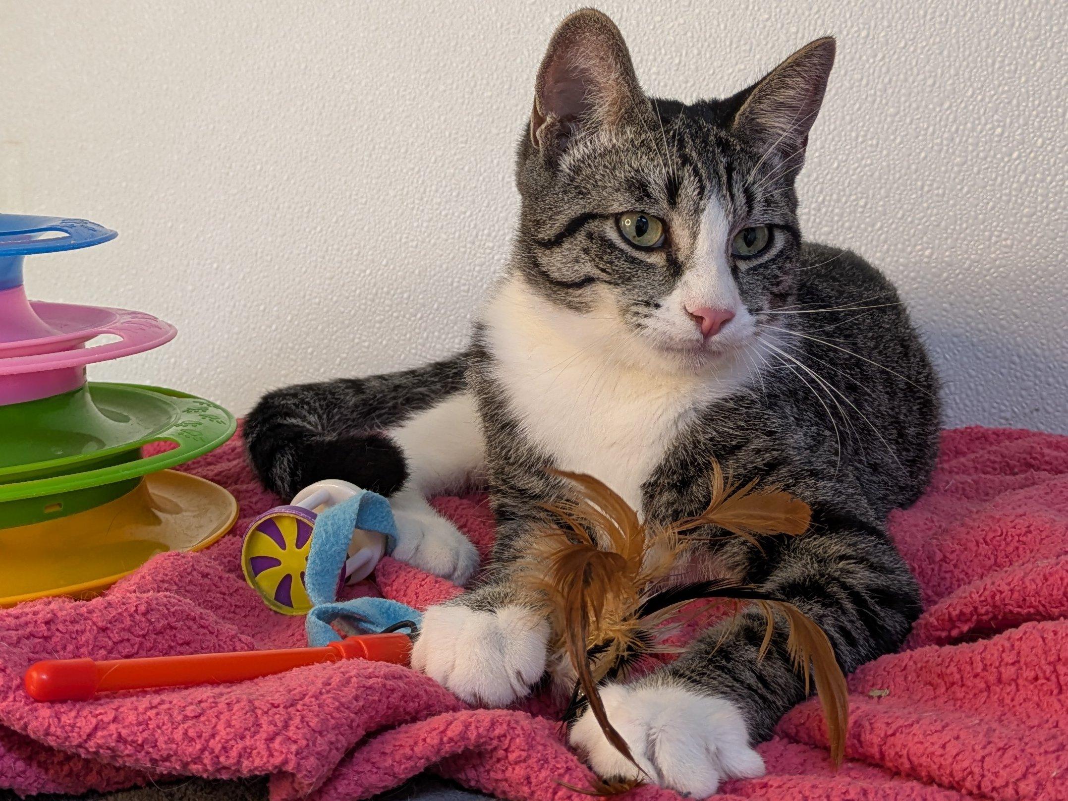 Fritos SHY CAT SPECIAL $20, a Adoptable mixed breed in Republic, WA image 5/6