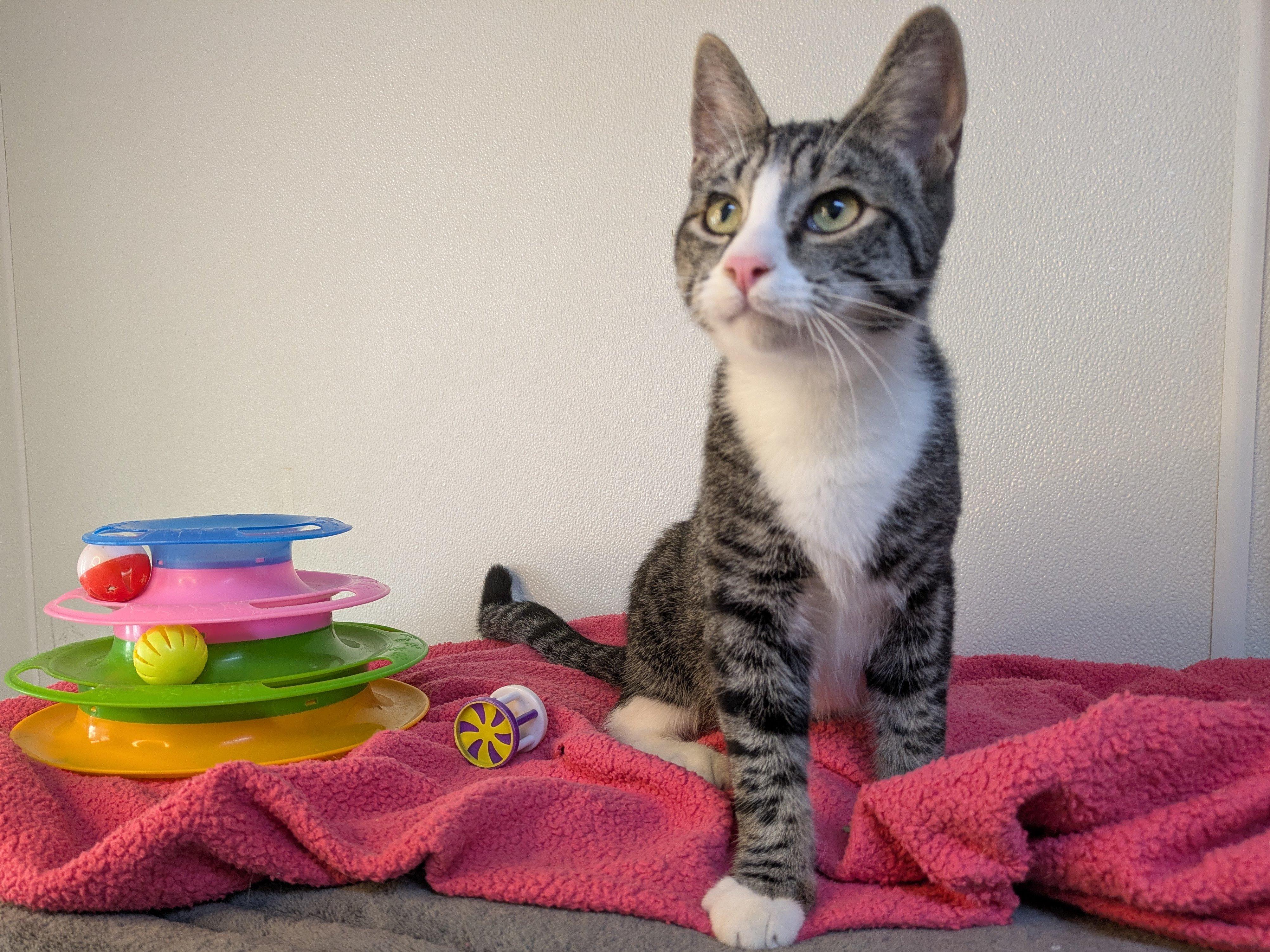 Fritos SHY CAT SPECIAL $20, a Adoptable mixed breed in Republic, WA image 4/6