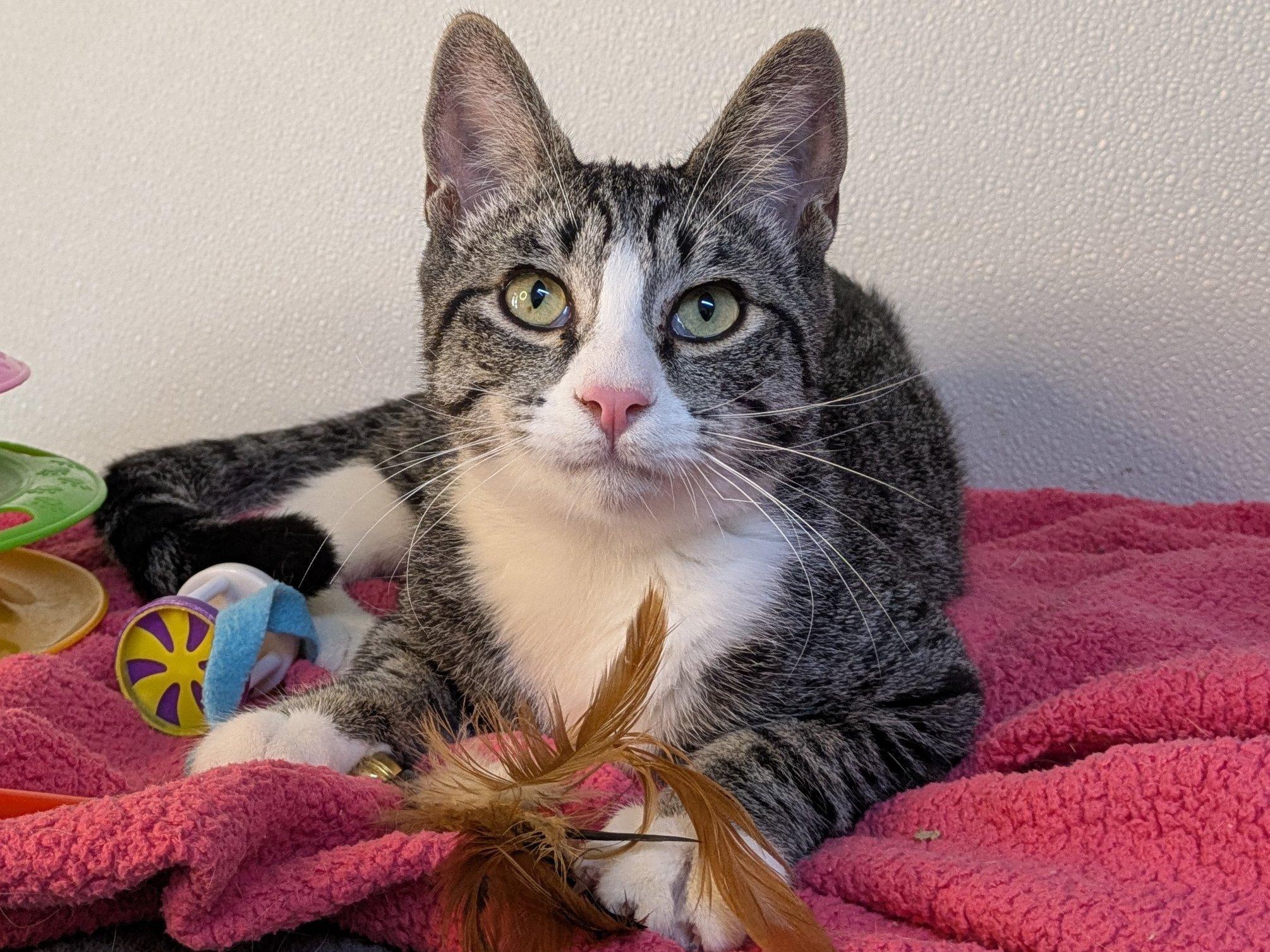 Fritos SHY CAT SPECIAL $20, an adoptable Tabby, Domestic Short Hair in Republic, WA, 99166 | Photo Image 1
