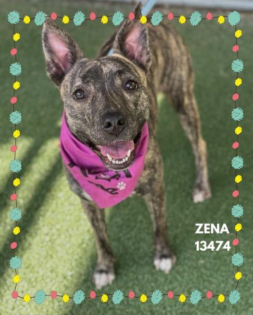 ZENA