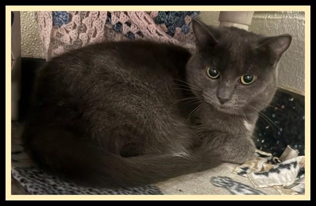 FIFTY SEVEN, Adoptable, Adult Female Domestic Short Hair.