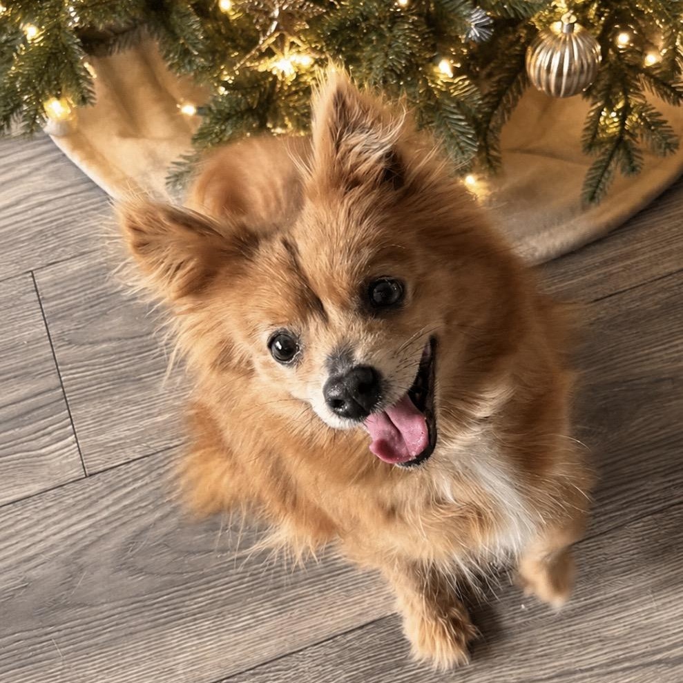 Meet GYPSY - Courtesy Posting for fun and friendly 11 yr old, a ADOPTABLE mixed breed in Clifton, NJ image 1/5