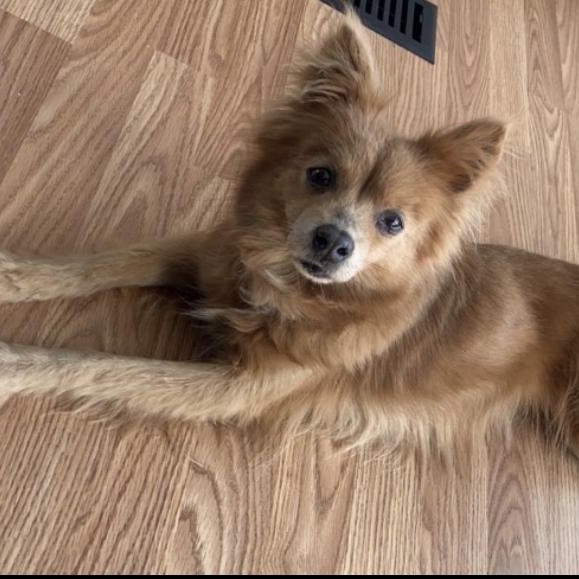 Meet GYPSY - Courtesy Posting for fun and friendly 11 yr old, a ADOPTABLE mixed breed in Clifton, NJ image 2/5