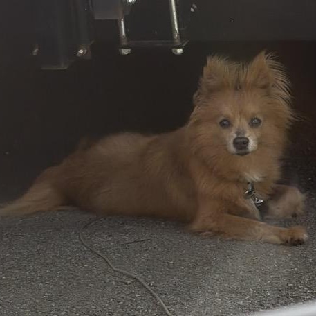 Meet GYPSY - Courtesy Posting for fun and friendly 11 yr old, a ADOPTABLE mixed breed in Clifton, NJ image 5/5