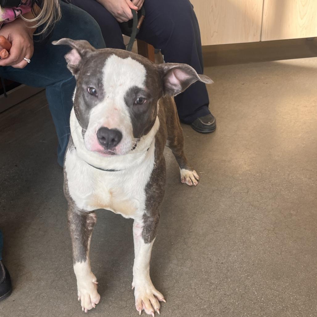 Baja Blast, Adoptable, Adult Male Pit Bull Terrier.