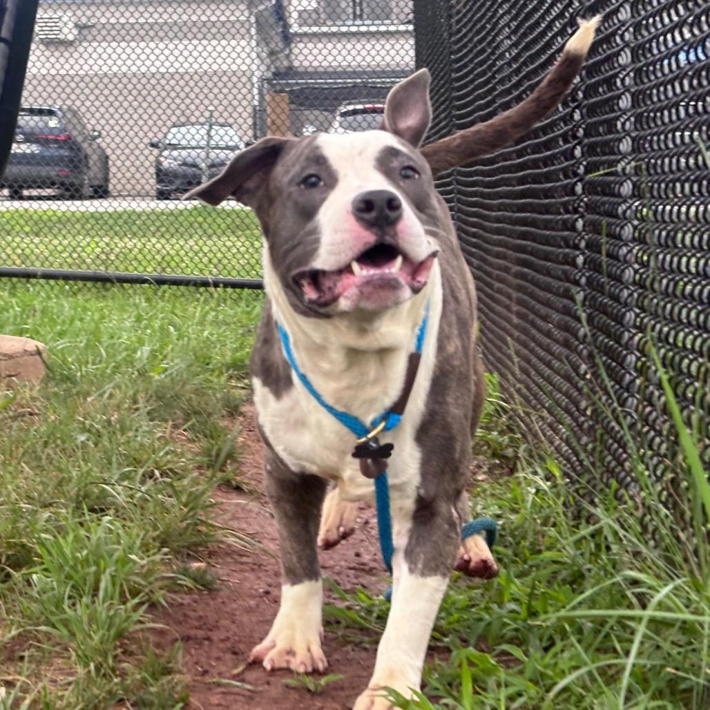 Baja Blast, a Adoptable Pit Bull Terrier in York, PA image 2/5