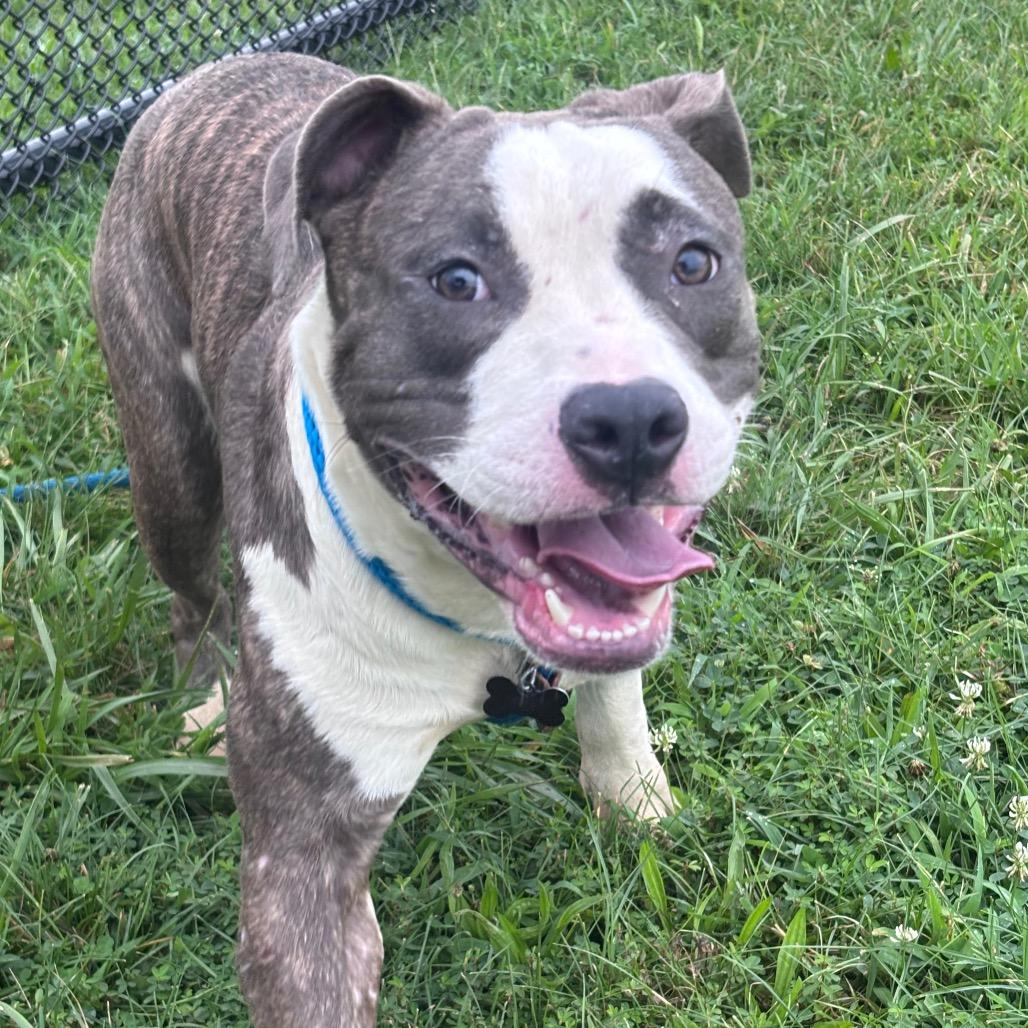 Baja Blast, a Adoptable Pit Bull Terrier in York, PA image 3/5