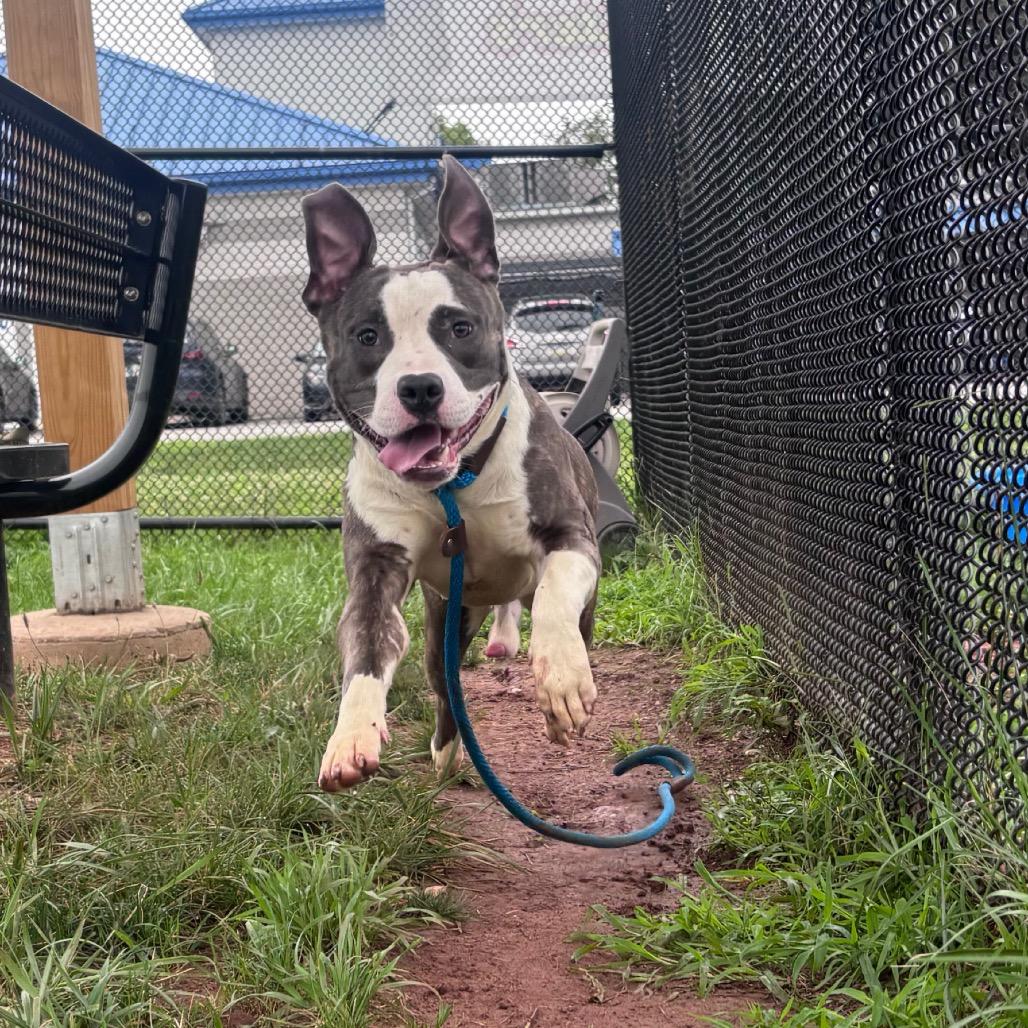 Baja Blast, a Adoptable Pit Bull Terrier in York, PA image 4/5
