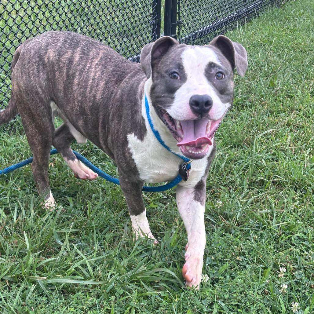 Baja Blast, a Adoptable Pit Bull Terrier in York, PA image 5/5