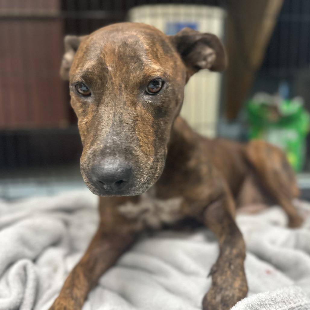 Enlarge Scarlet, a ADOPTABLE Mixed Breed in Orangeburg, SC image 1/1