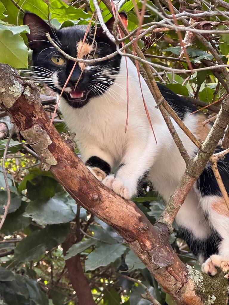 Enlarge Hypaxia, a Adoptable Domestic Short Hair in Augusta, GA image 1/3
