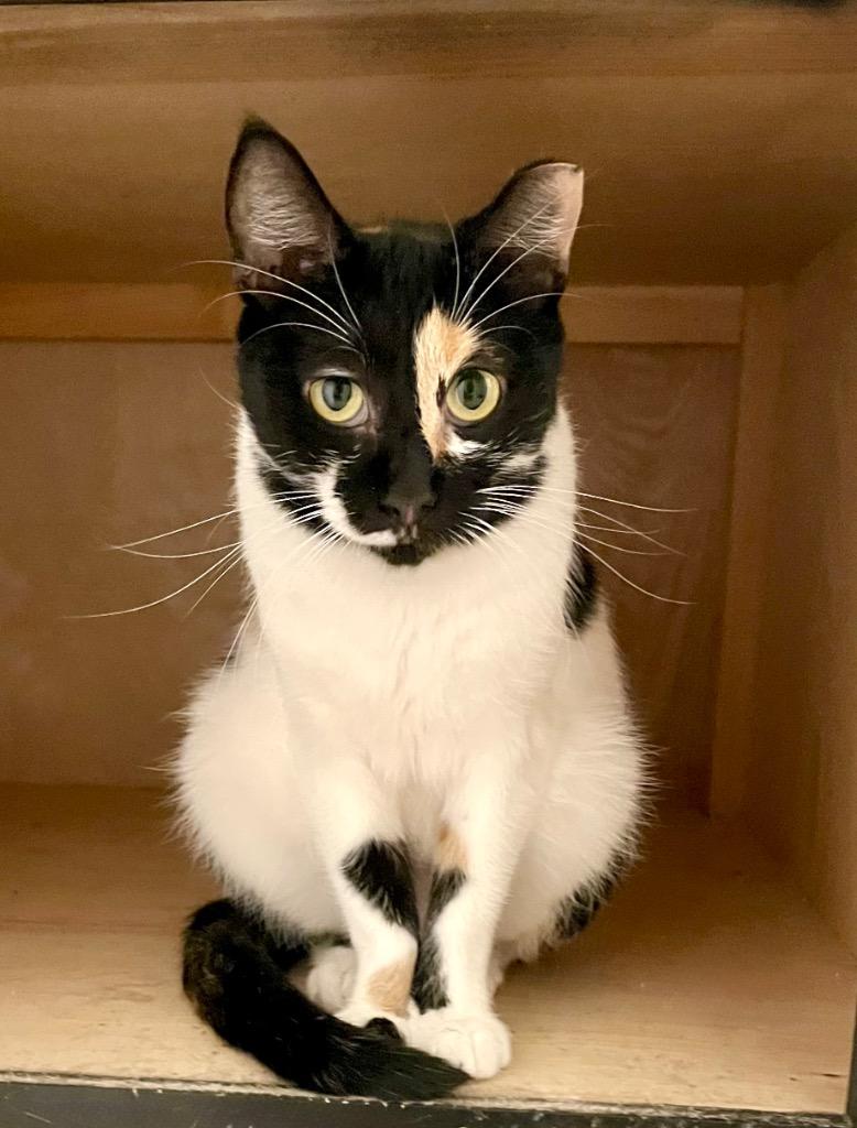 Enlarge Hypaxia, a Adoptable Domestic Short Hair in Augusta, GA image 2/3