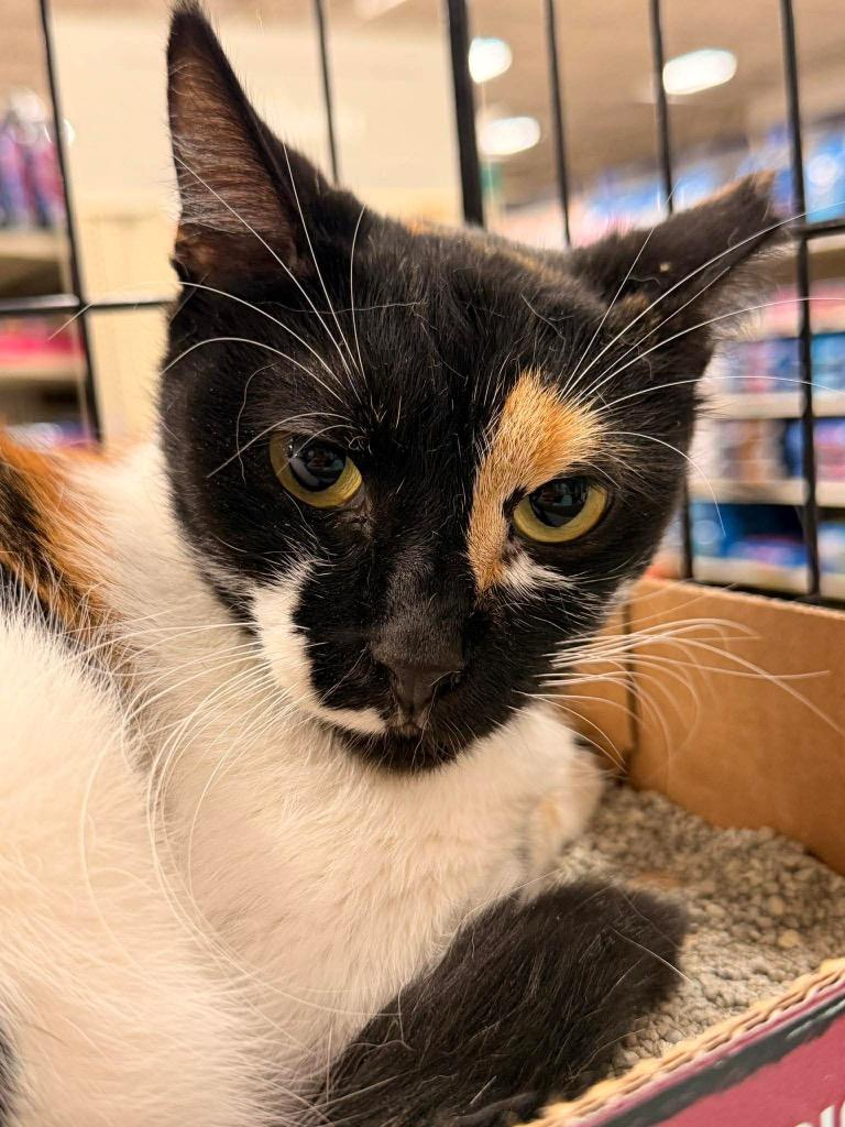 Enlarge Hypaxia, a Adoptable Domestic Short Hair in Augusta, GA image 3/3