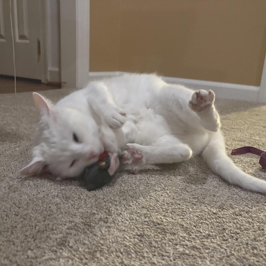 Calla Lily, Adoptable, Senior Female Domestic Short Hair.