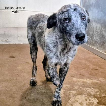 Relish, Adoptable, Adult Male Cattle Dog & Mixed Breed.