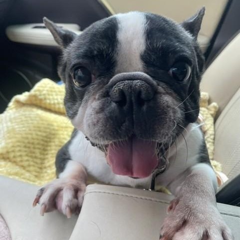 Jolie - She loves you already, an adopted French Bulldog in Wytheville, VA image 2/6