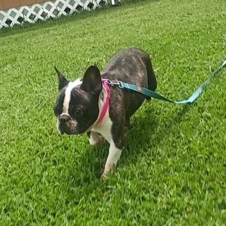 Jolie - She loves you already, an adopted French Bulldog in Wytheville, VA image 6/6