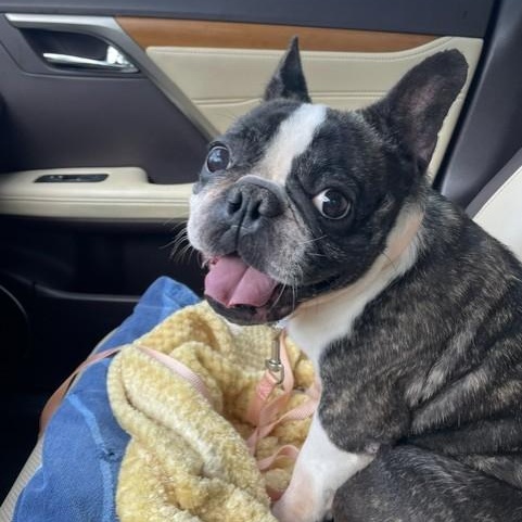 Jolie - She loves you already, an adopted French Bulldog in Wytheville, VA image 1/6