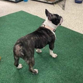 Jolie - She loves you already, an adopted French Bulldog in Wytheville, VA image 4/6