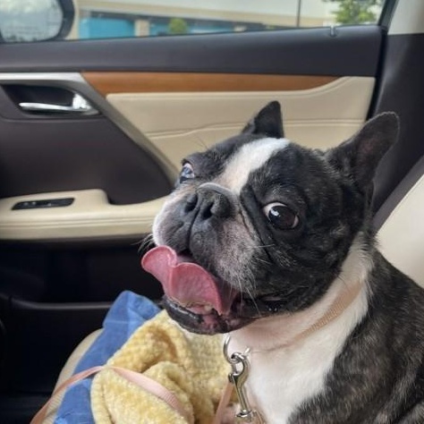 Jolie - She loves you already, an adopted French Bulldog in Wytheville, VA image 5/6