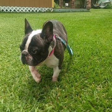 Jolie - She loves you already, an adopted French Bulldog in Wytheville, VA image 3/6