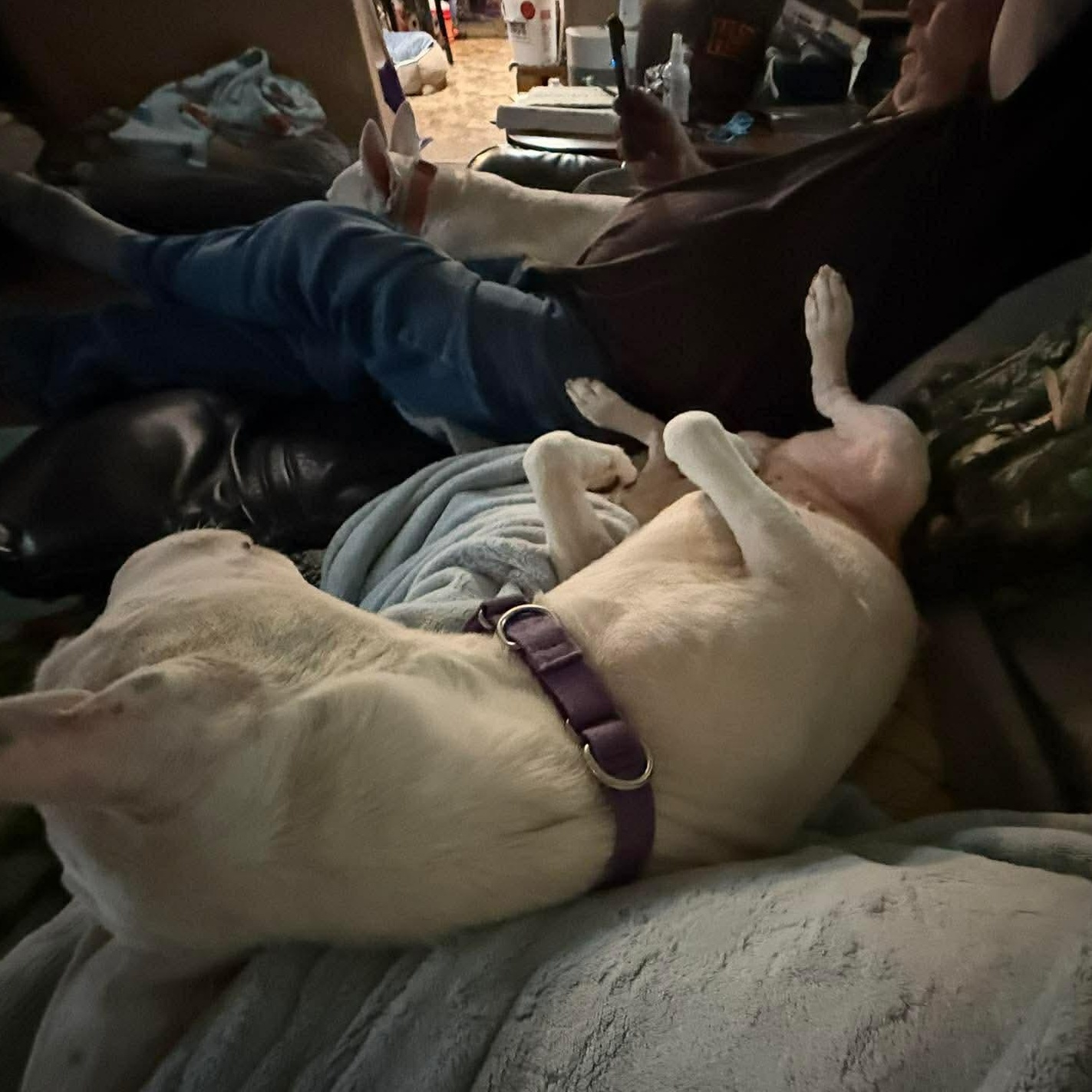 Enlarge Buddy, a ADOPTABLE Bull Terrier in Houston, TX image 2/5