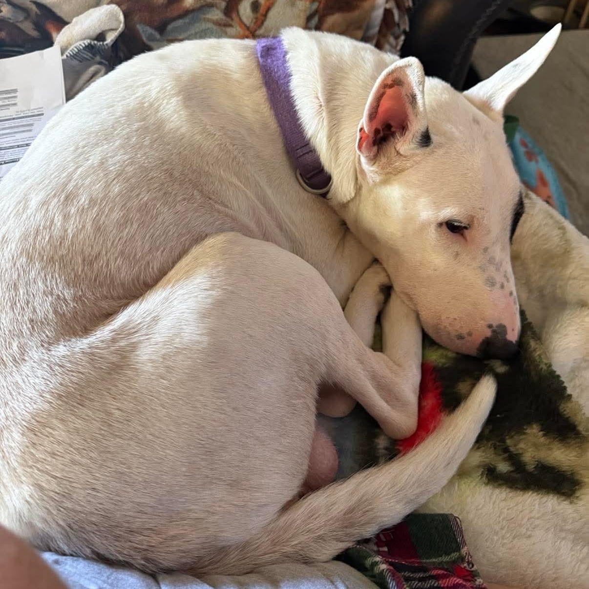 Enlarge Buddy, a ADOPTABLE Bull Terrier in Houston, TX image 3/5