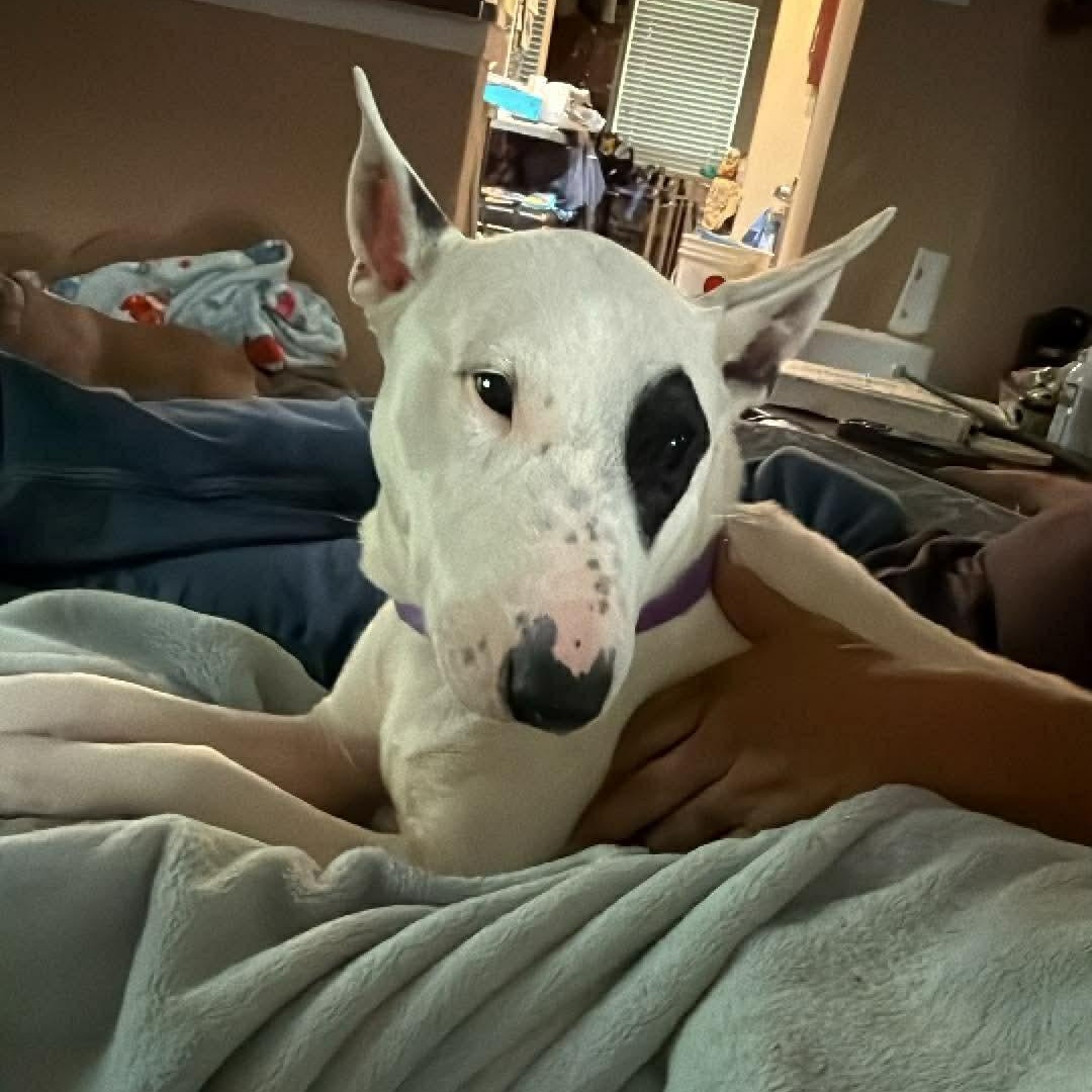 Enlarge Buddy, a ADOPTABLE Bull Terrier in Houston, TX image 4/5