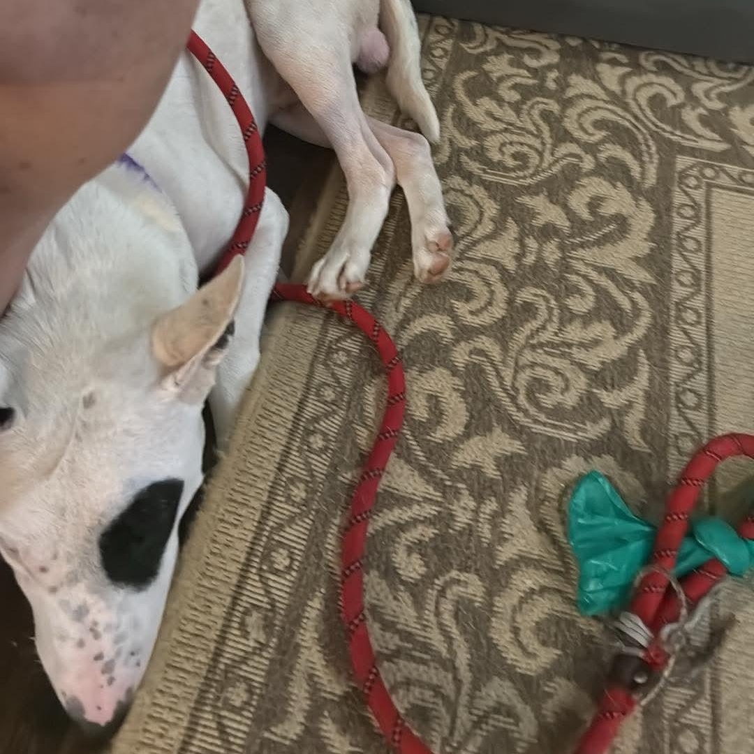 Enlarge Buddy, a ADOPTABLE Bull Terrier in Houston, TX image 5/5