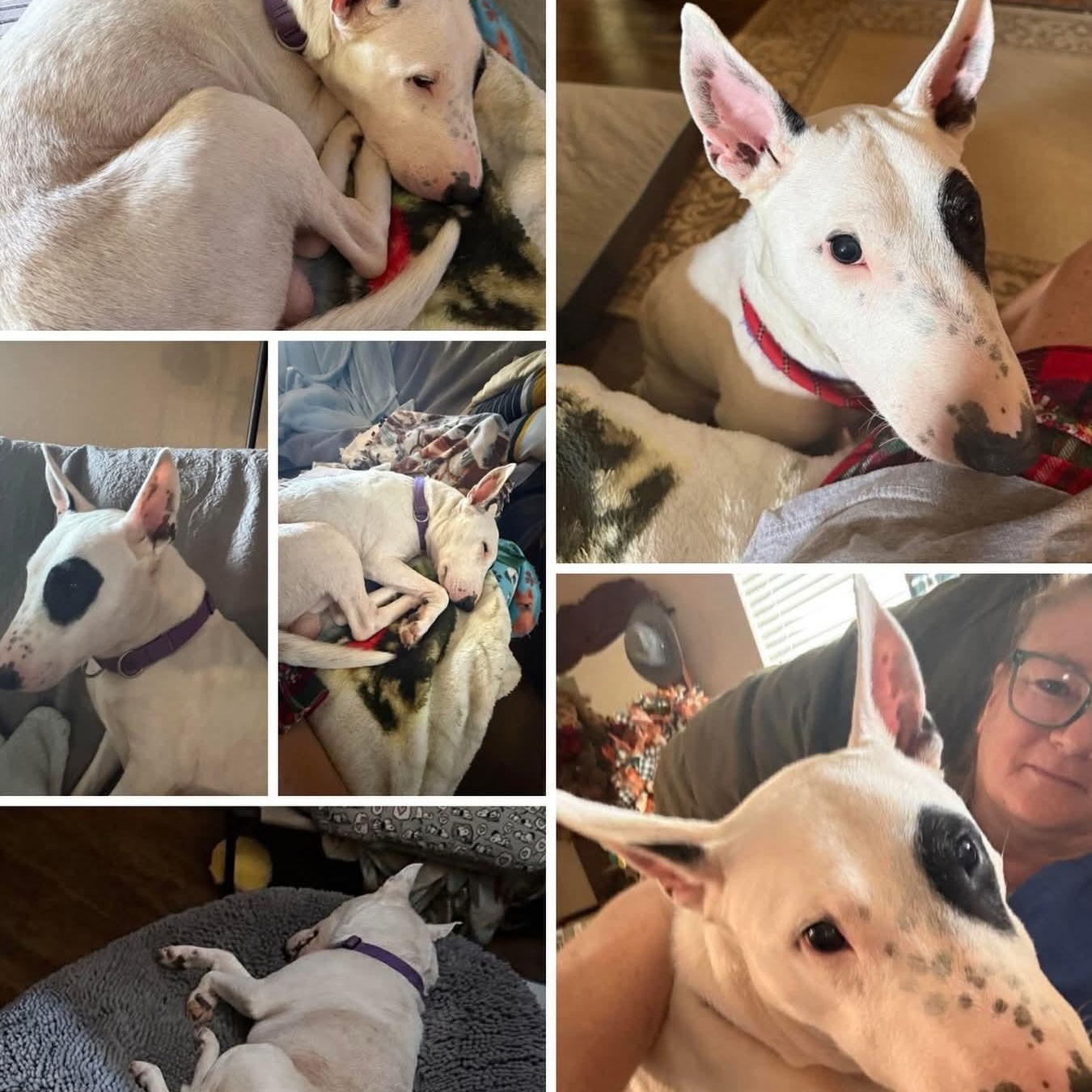 Enlarge Buddy, a ADOPTABLE Bull Terrier in Houston, TX image 1/5
