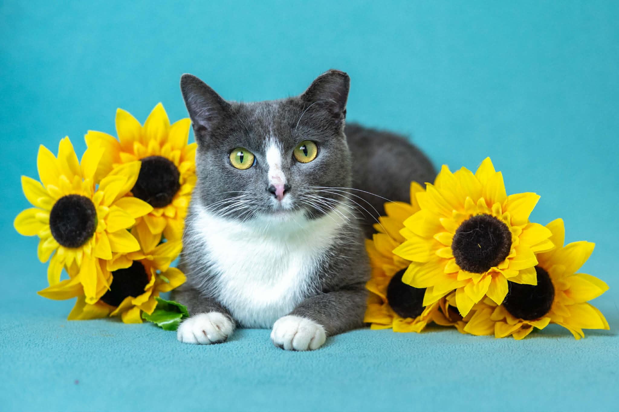 Candy, Adoptable, Adult Female Domestic Short Hair.