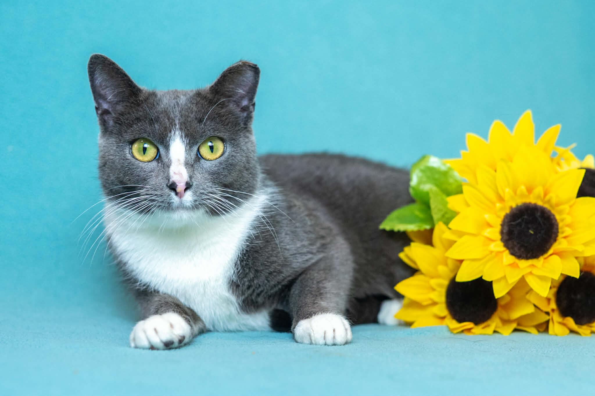 Enlarge Candy, a Adoptable Domestic Short Hair in North Babylon, NY image 2/6