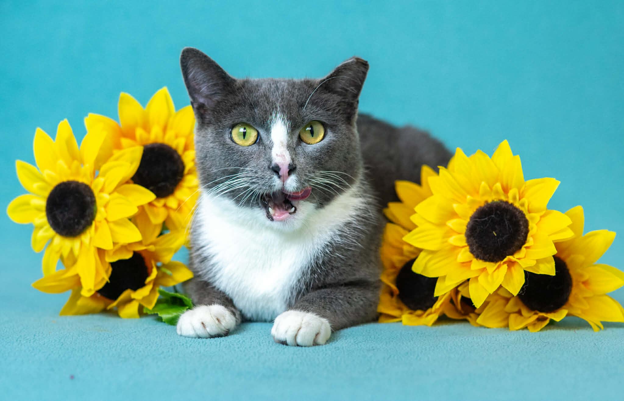 Enlarge Candy, a Adoptable Domestic Short Hair in North Babylon, NY image 3/6