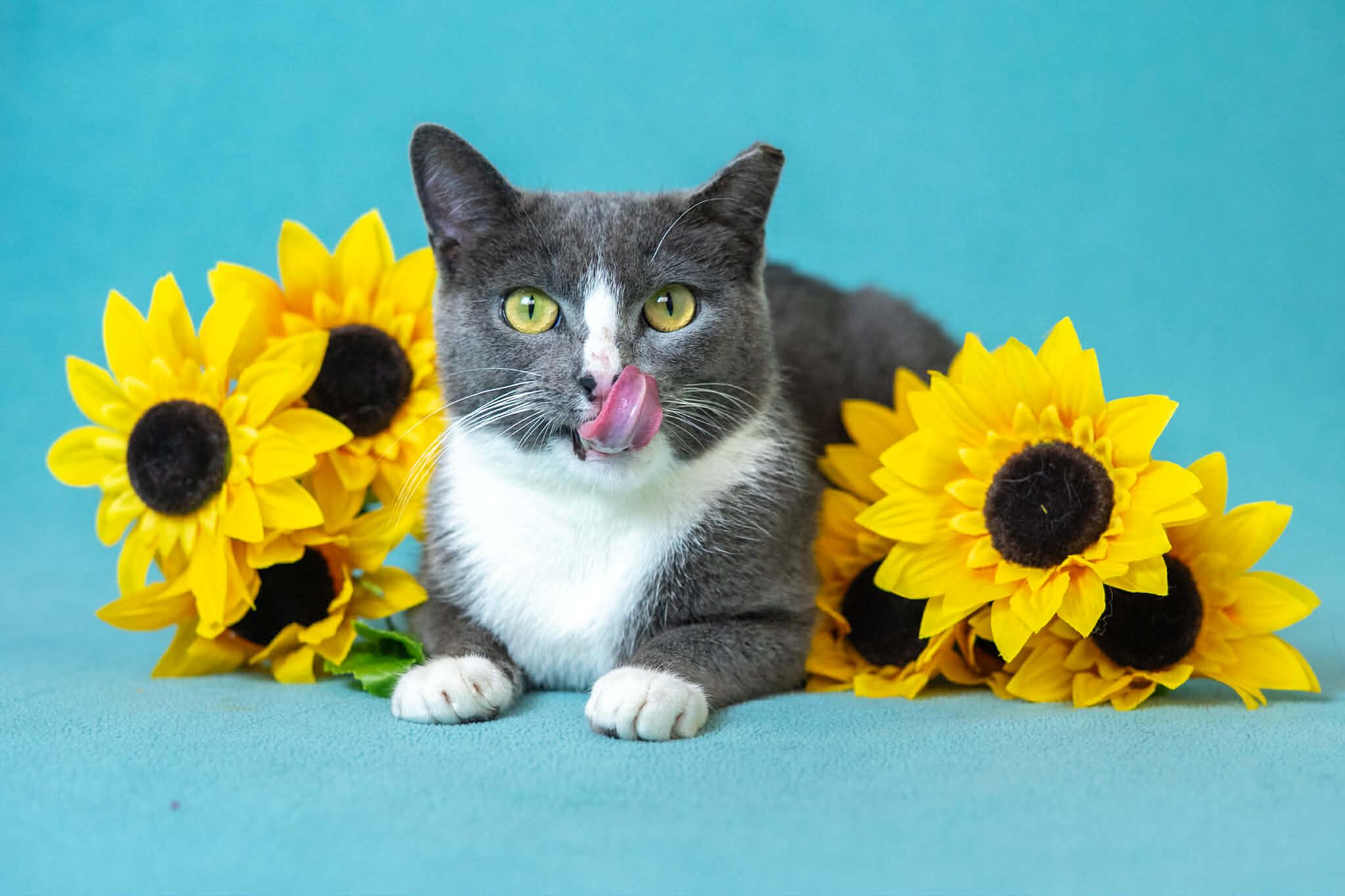 Enlarge Candy, a Adoptable Domestic Short Hair in North Babylon, NY image 4/6