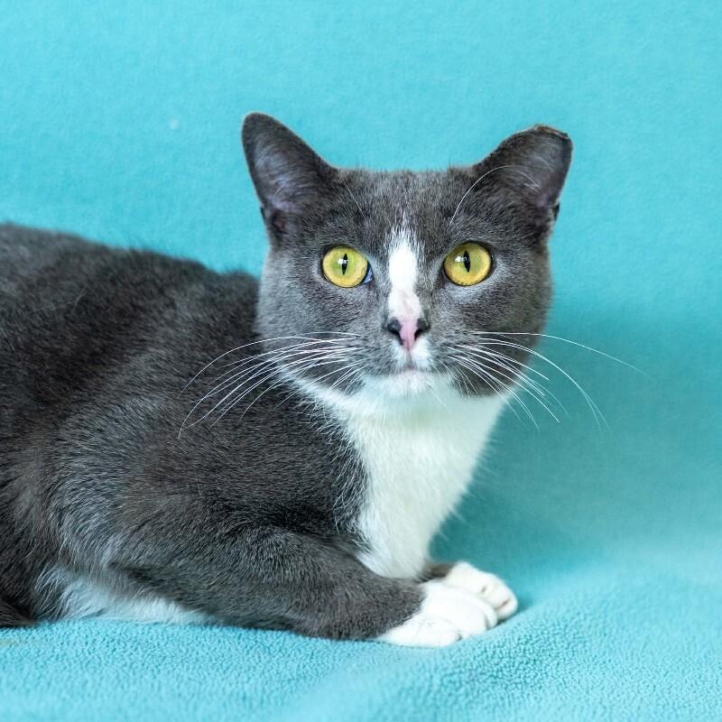Enlarge Candy, a Adoptable Domestic Short Hair in North Babylon, NY image 5/6
