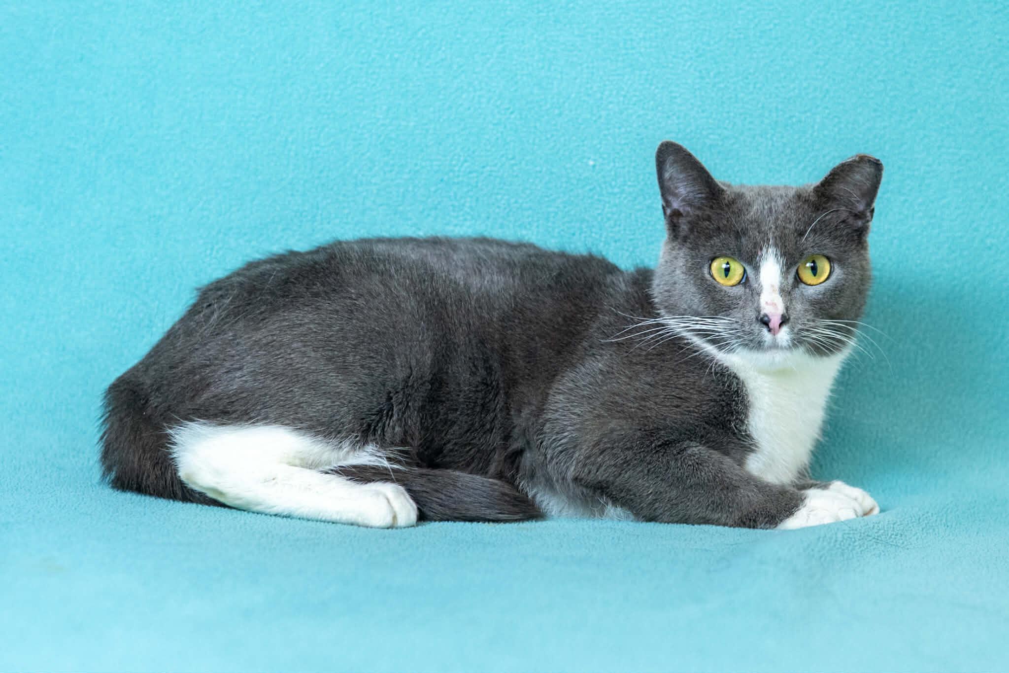 Enlarge Candy, a Adoptable Domestic Short Hair in North Babylon, NY image 6/6