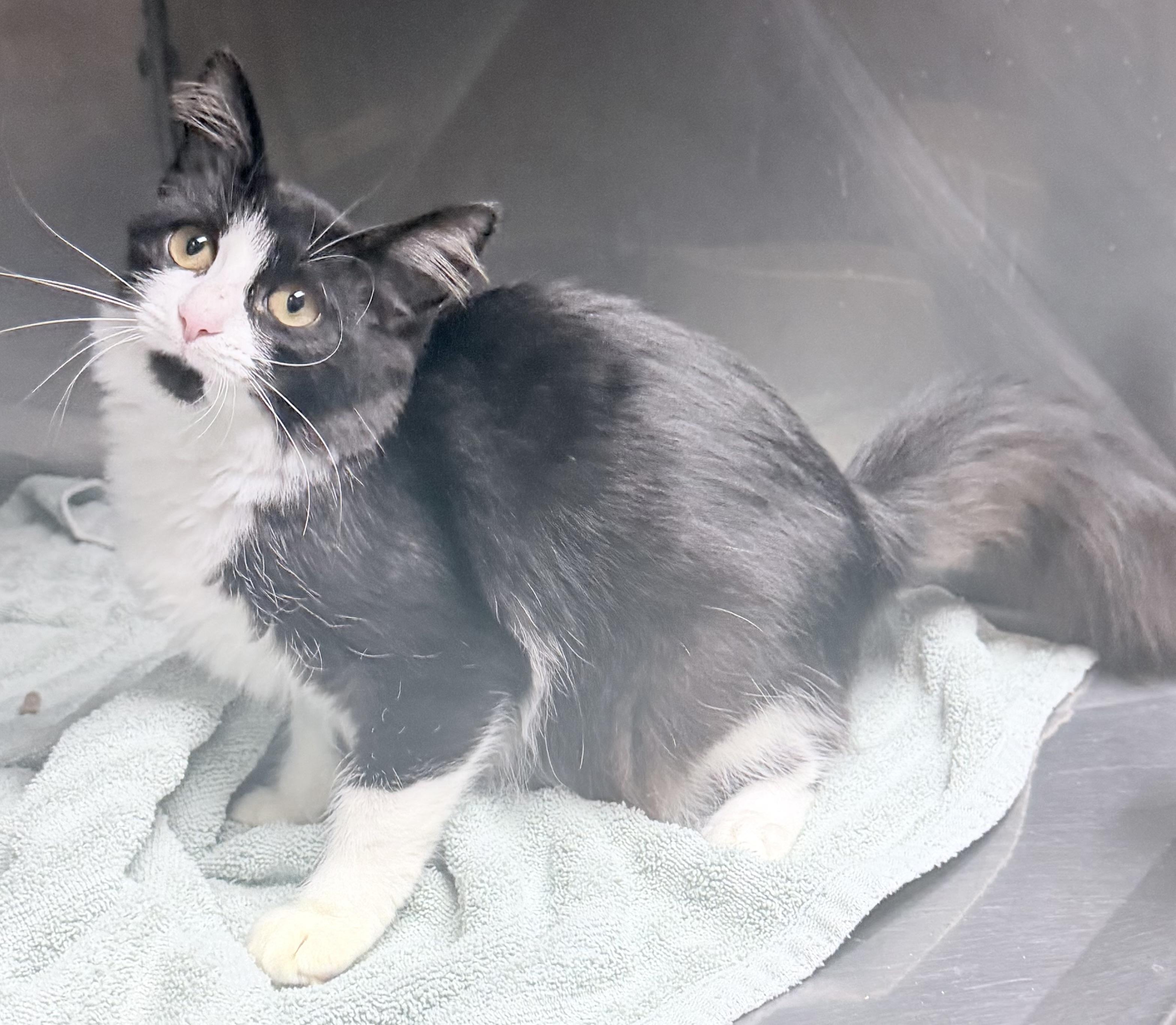 Meenie, Adoptable, Young Female Domestic Long Hair.