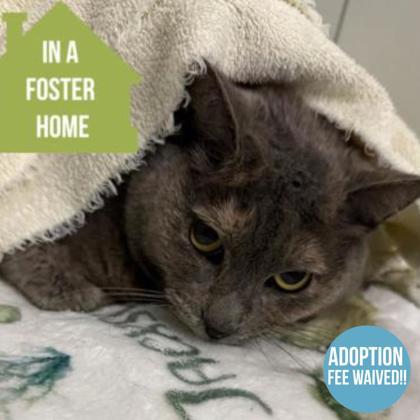 Enlarge Marigold, a ADOPTABLE mixed breed in Sacramento, CA image 2/4