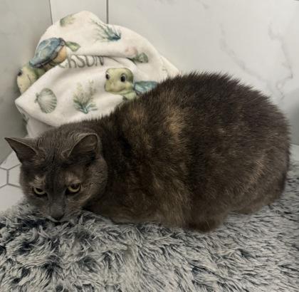 Enlarge Marigold, a ADOPTABLE mixed breed in Sacramento, CA image 3/4