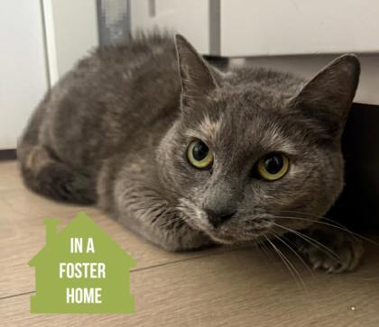 Marigold, ADOPTABLE, Adult Female Domestic Short Hair.