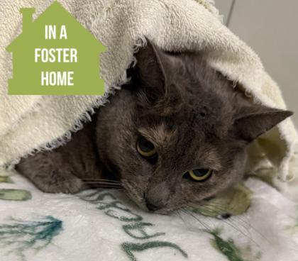 Enlarge Marigold, a ADOPTABLE mixed breed in Sacramento, CA image 4/4